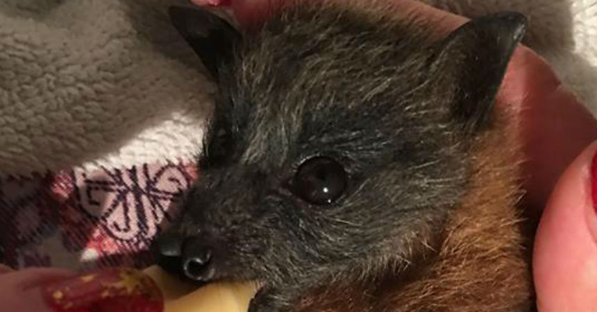 Mueren cientos de murciélagos en Australia por ola de calor
