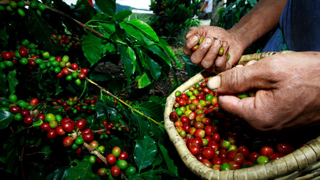 Lluvias amenazan meta de cosechar 2 millones 100 mil fanegas de café