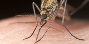 Salud pide extremar medidas contra el dengue en playas y ríos por alta circulación de mosquitos