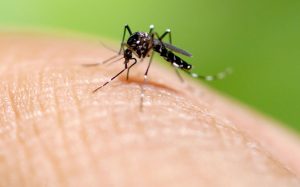 País superó los mil casos de dengue en enero