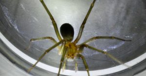 La mascota que te puede salvar de una de las arañas más peligrosas… y que está en tu casa