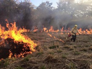 Arranca temporada de incendios forestales… Pacífico Central y Sur concentran mayor riesgo