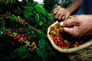 Inversión para asegurar recolectores de café asciende a ¢3.500 millones