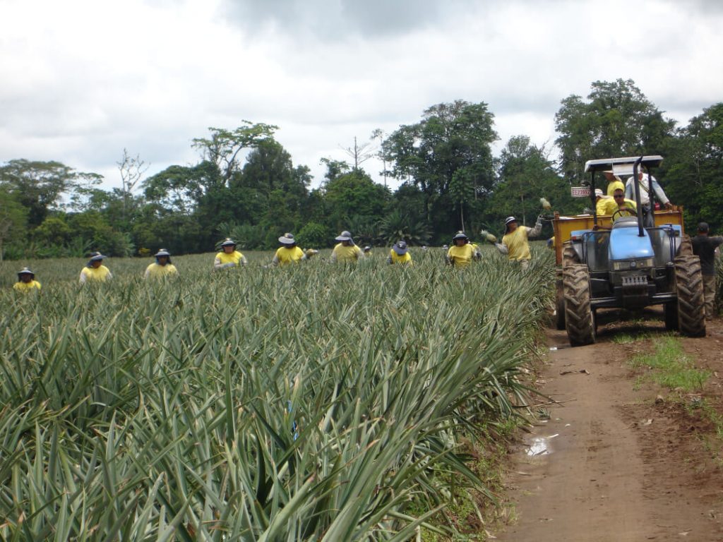 Servicio fitosanitario destruirá 4.200 kilos de herbicida para impedir su ingreso al país