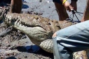 Guanacastecos aseguran que cancelación de “lagarteada” impactará fuertemente el turismo local