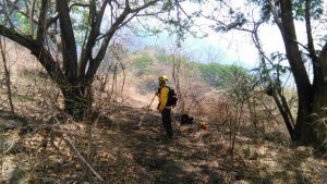 Fuego consumió más de 900 hectáreas en incendios en Guanacaste y Escazú