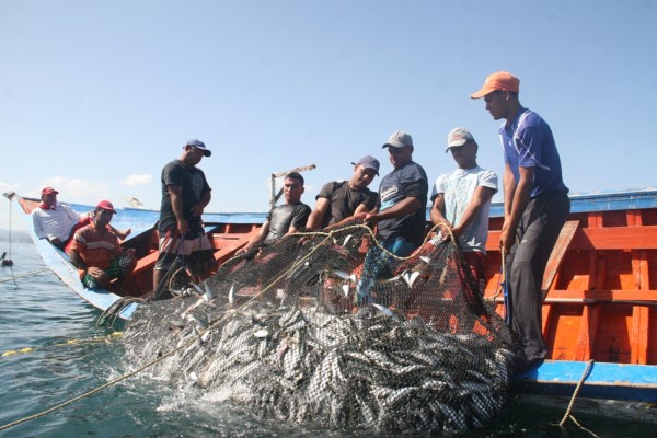 35 diputados aprueban proyecto de ley que reactiva la pesca de arrastre de camarón