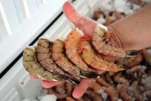 País produce 4 veces más camarón cultivado del que se extrae mediante pesca de arrastre