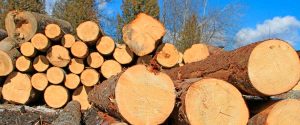 Madera de árboles talados por ampliación de ruta 32 se usará en infraestructura educativa