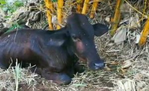 Animalistas presentan denuncia penal por muerte masiva de ganado en finca de Alajuela