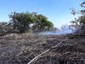 Fuertes vientos impiden controlar incendio forestal en Parque Nacional Palo Verde
