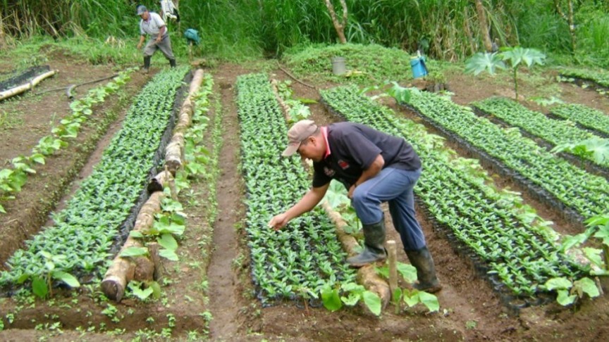 Industria alimentaria urge al gobierno aclarar posición sobre ‘proteccionismo agrícola’