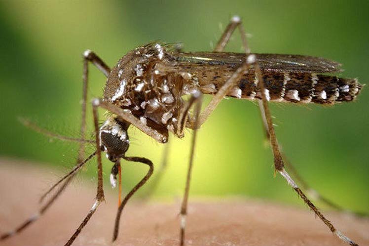 Sarapiquí y Guácimo encabezan lista de más casos de dengue, zika y chikungunya