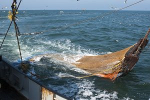 Sector ambiental pide archivar proyecto de ley que pretendía reavivar la pesca de arrastre