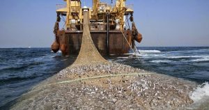 Sala IV encontró errores en tramitación de proyecto de ley sobre pesca de arrastre