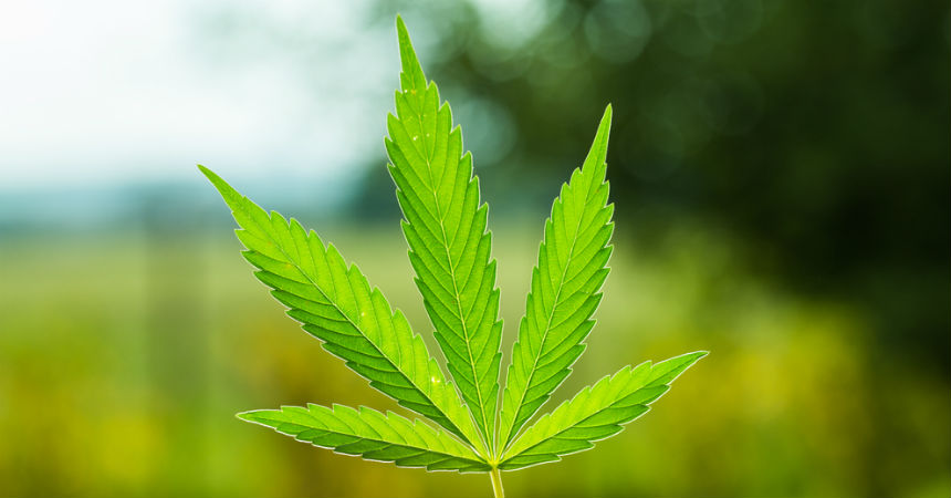 Canadá legalizó la marihuana