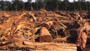Guanacaste perdió más de 63 mil hectáreas de bosque en diez años