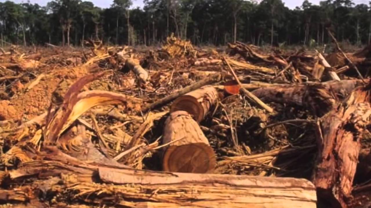 Guanacaste perdió más de 63 mil hectáreas de bosque en diez años