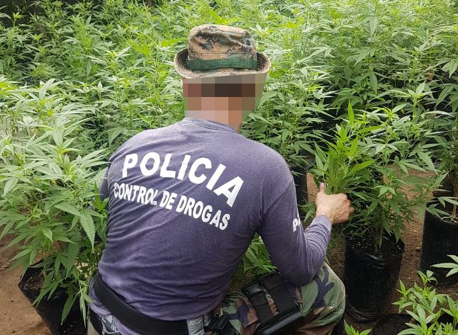 Policía descubre sembradíos con 117 mil plantas de marihuana en la Zona Sur