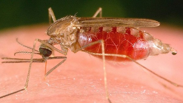 CCSS sale en busca de personas con malaria en San Carlos