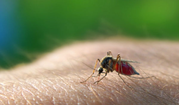 Salud mantiene estricta vigilancia en zonas de riesgo por dos nuevos casos de malaria