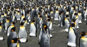La tragedia de los pingüinos rey que intriga a los científicos: la colonia más grande del mundo se redujo un 90%