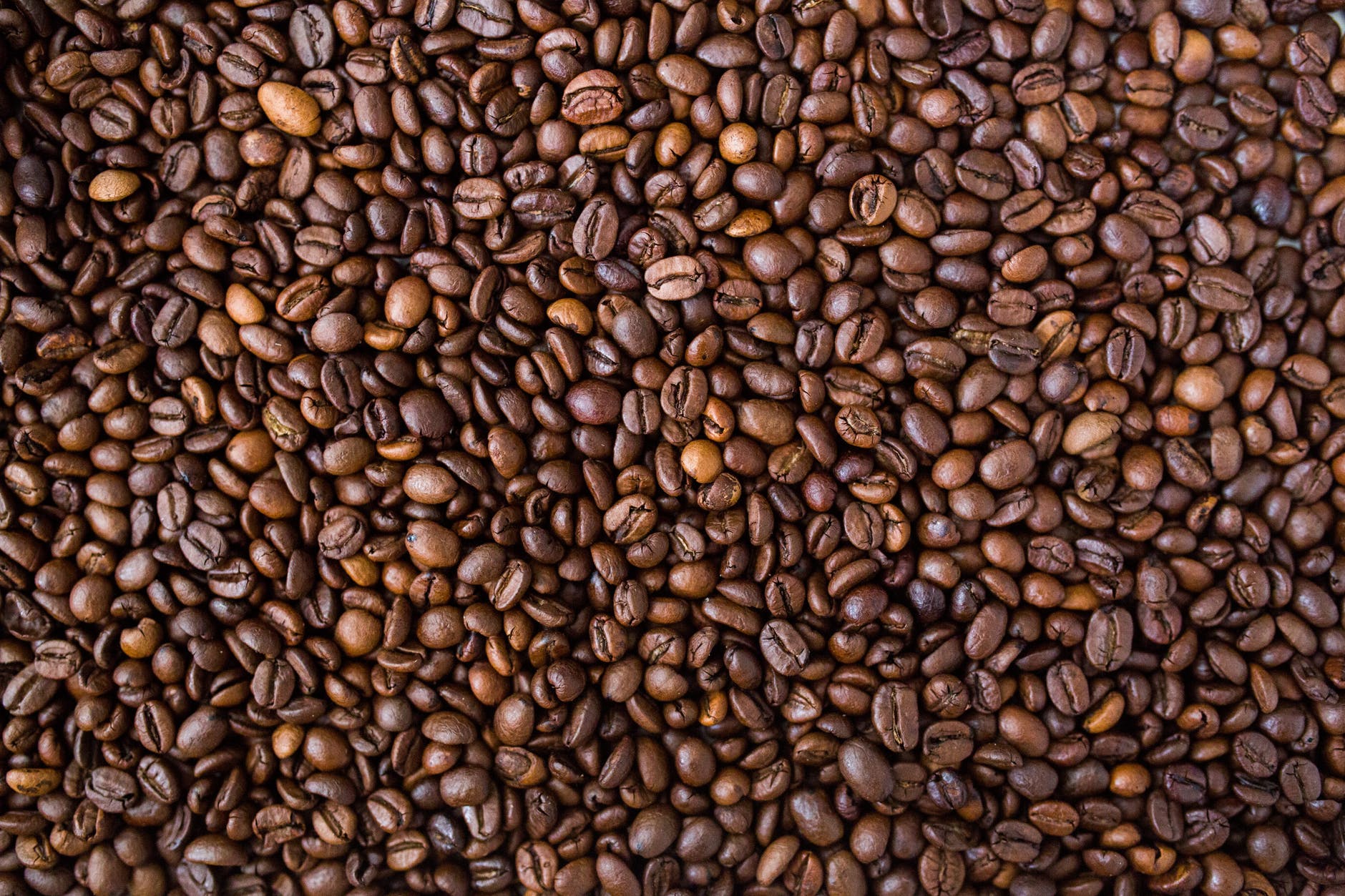 Amenaza de roya del café en el Valle Central, Coto Brus, Turrialba y Zona Norte