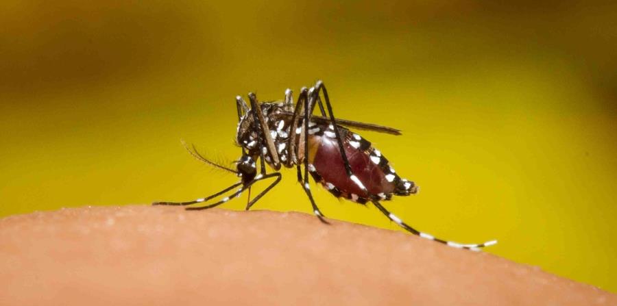Ministerio de Salud pide extremar medidas por 28 casos importados de malaria