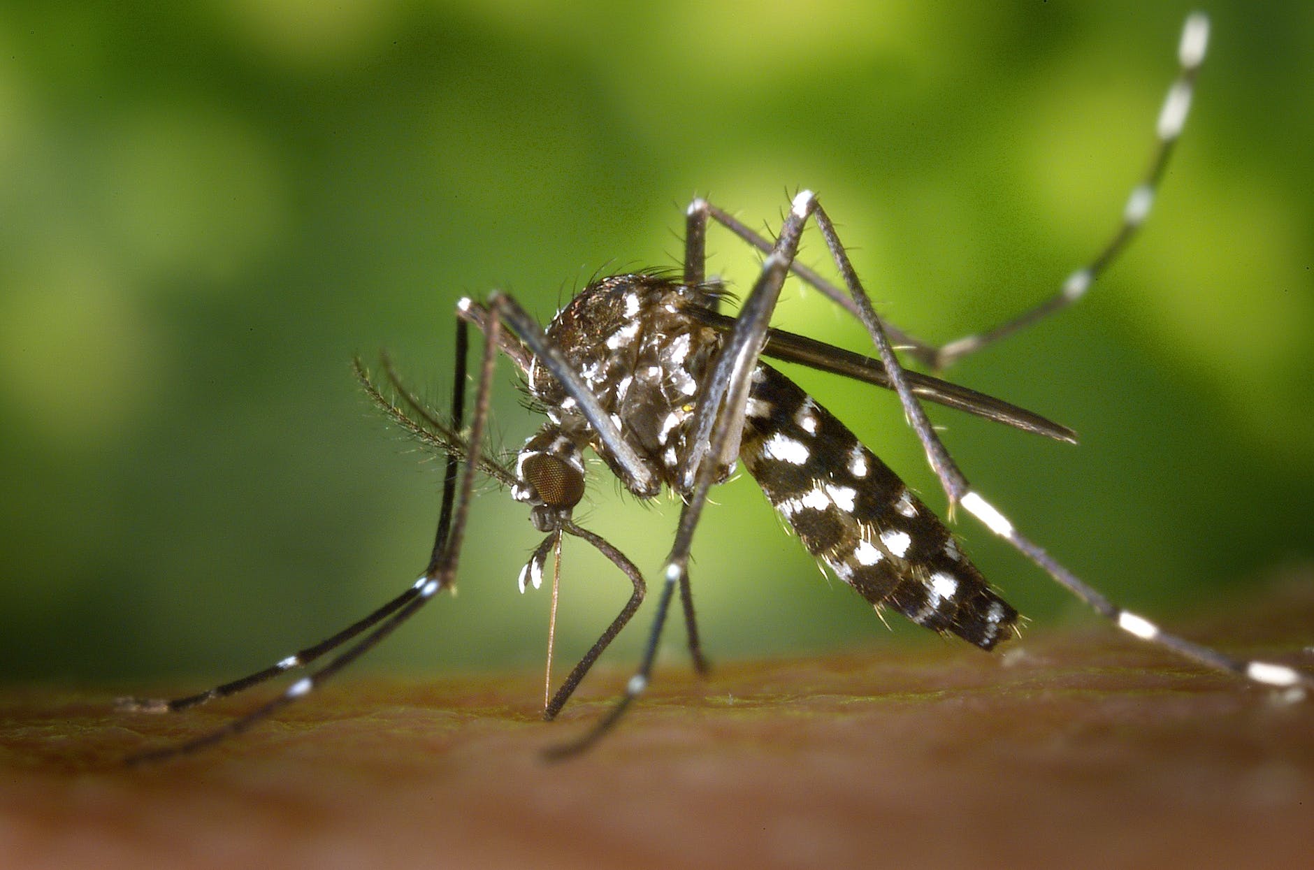 Salud urge a comunidades organizarse para eliminar criaderos del Aedes aegypti