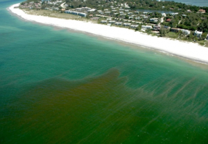 Una marea tóxica fulmina la vida silvestre en la Florida: 4.300 animales muertos y 15 personas infectadas