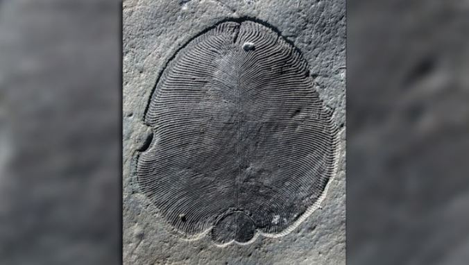 Científicos resuelven el misterio de «Dickinsonia», el animal más antiguo de la Tierra