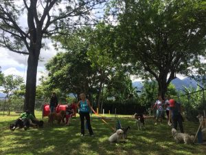 Inauguran los primeros parques para perros en Mata Redonda y Rohrmoser