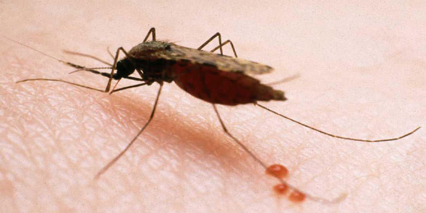 Salud refuerza vigilancia por 30 casos de malaria durante este año