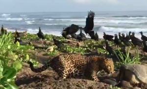 Avistamiento confirma crecimiento de población de Jaguares en el Parque Nacional Tortuguero