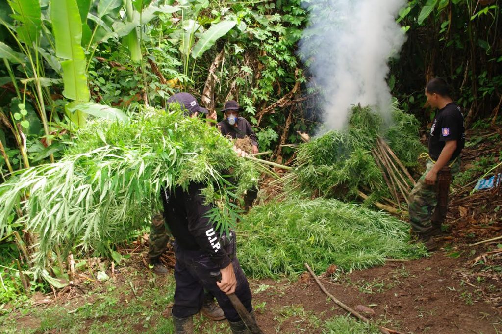 Fuerza Pública destruyó más de 400 mil plantas de marihuana en la Zona sur y Talamanca