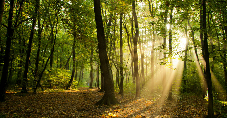 El asombroso video que muestra el momento en que un bosque ‘respira’
