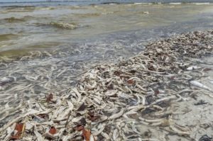 La marea roja tóxica llegó a la costa sureste de Florida: cerraron playas de Palm Beach