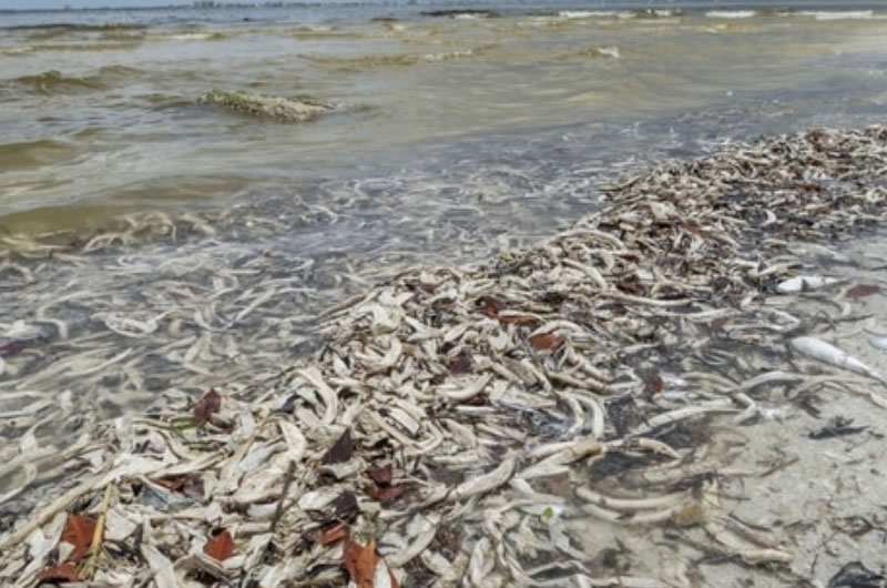La marea roja tóxica llegó a la costa sureste de Florida: cerraron playas de Palm Beach