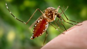 Cantones centrales de Alajuela y Puntarenas tienen la mayor cantidad de casos de dengue en el país