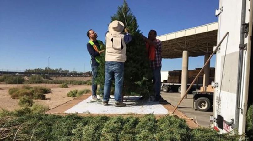México cerró su frontera a 2.135 árboles de Navidad que provenían de EEUU