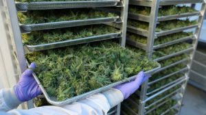 Colombia exportará cannabis medicinal legalmente por primera vez