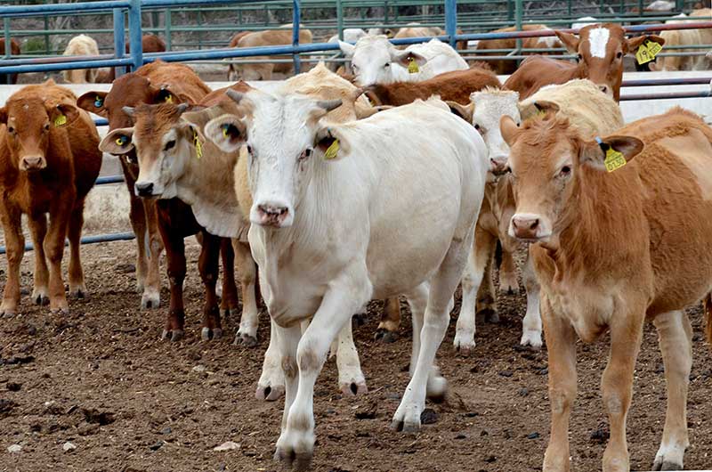 Desarticulan violenta banda en Pococí sospechosa de robar cabezas de ganado