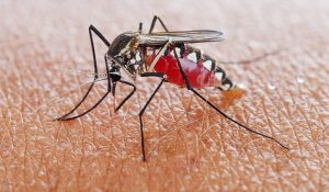 ¡Salud mantiene alerta en San Carlos! 6 de cada 10 casos de malaria son importados