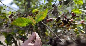 Sequía incrementa pérdidas de café en cosecha más baja de los últimos 40 años