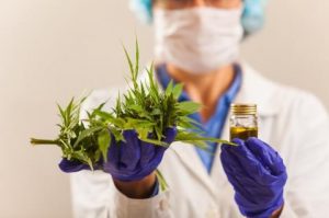 Legalizar el cannabis para uso medicinal: Una discusión que apenas germina en Costa Rica