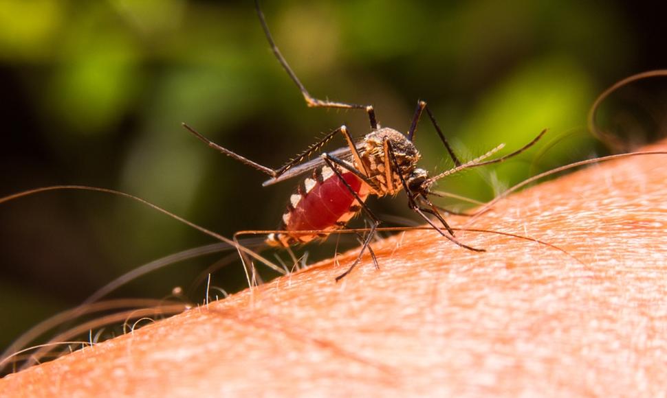 Salud valora a 40 personas que tuvieron contacto con pacientes infectados por malaria en Limón