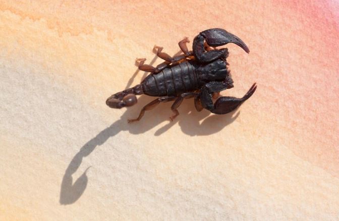 Científicos descubrieron que el veneno de los escorpiones puede curar la tuberculosis