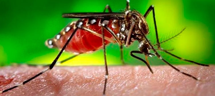 Salud alerta por aumento de 70% de casos de dengue con respecto al 2018