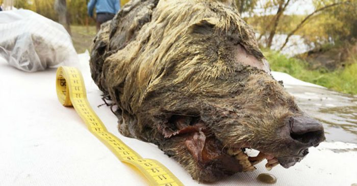 El increíble hallazgo de una cabeza de lobo gigante de 40.000 años: tiene el cerebro intacto