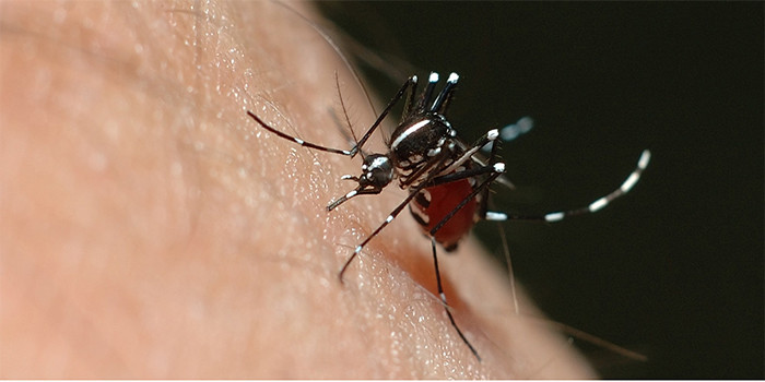 Casos por dengue aumentaron en 92% en comparación con el 2018